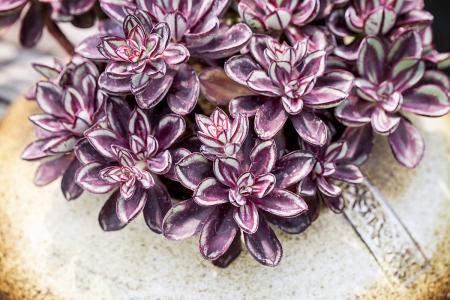 ж! 2020սͼ:48ɽ ¹ű