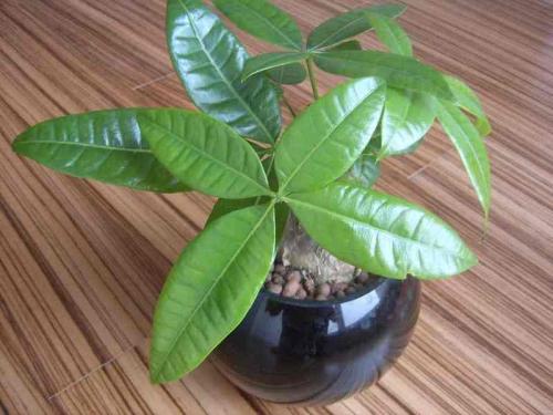 ¶íÂÞ˹³µ³¼Ê׸®¸ñÂÞ×ÈÄá·¢Éú¿Ö²À·Ö×ÓÏ®¾¯Ê¼þ